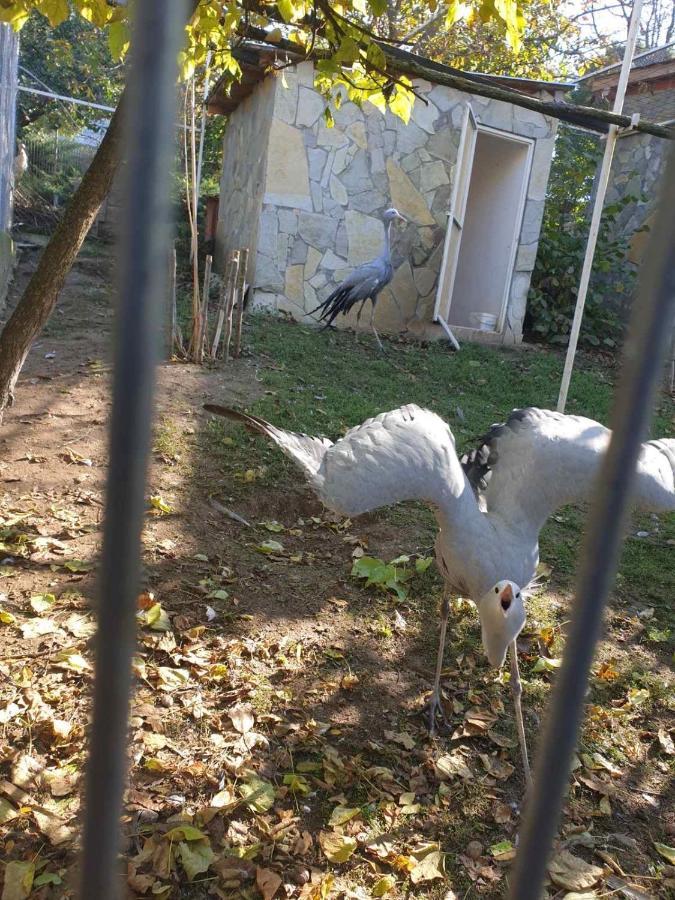 Zoo Misic Prenociste Hotell Vranje Exteriör bild