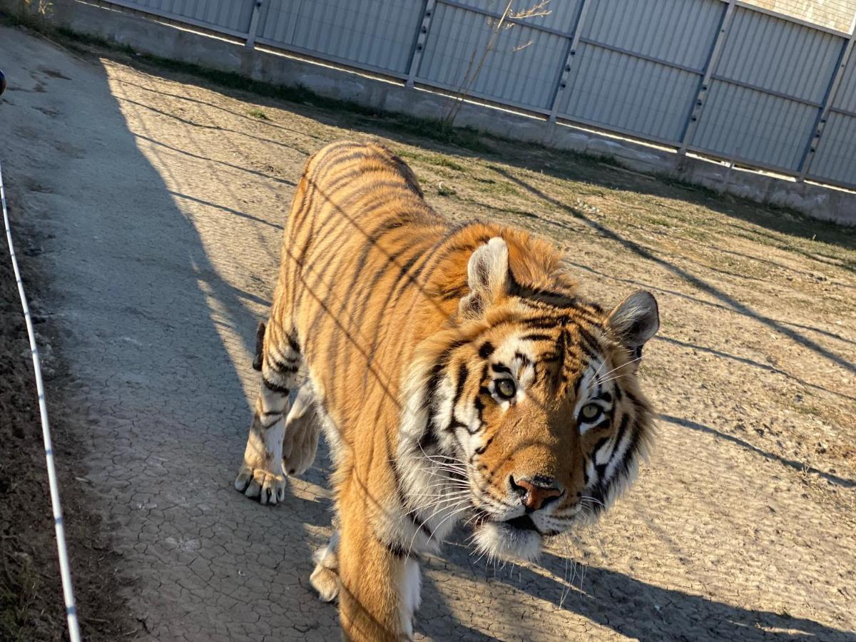 Zoo Misic Prenociste Hotell Vranje Exteriör bild